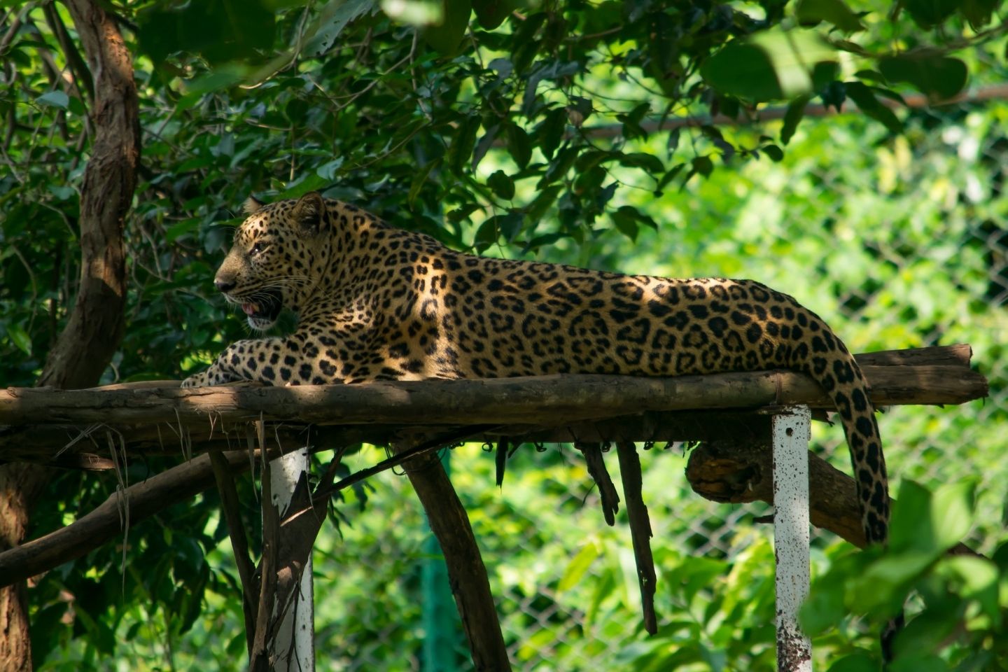 Nandankanan Zoological Park, Bhubaneswar Nandankanan Zoological Park, Bhubaneswar